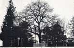 67 WOERTH - L'arbre De Mac Mahon - Edit : A. Levy - Woerth