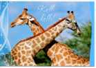 (104) Giraffe - Giraffes