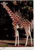 (104) Giraffe - Girafes