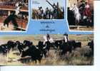 (104) Taureaux - Bull - Corrida - Camargue - Horses - Stieren