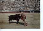 (104) Taureaux - Bull - Corrida - Estocade - Tauri