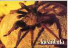 (327)  Spider - Araignée - Insekten