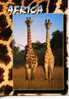 (236) Giraffe In Africa - Giraffe