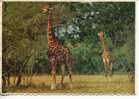 (236) Giraffe In Africa - Girafes