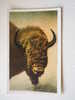 US -WY- Yellowstone Park - Buffalo Head  Ca  1910-20's - VF  -  D64621 - Yellowstone