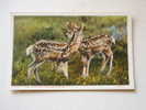 US -WY- Yellowstone Park -Two Young Deers-  Ca  1910-20's - VF  -  D64630 - Yellowstone