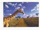 GIRAFE  -  MASAÏ  MARA -  KENYA  -   Afrique De L´Est  -    World Assist   - Carte Double - Giraffe