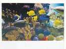 POISSONS  -   -    GREAT  BARRIER  REEF    -   Carte Double - Poissons Et Crustacés