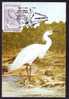 Romania 1993 Maximum Card,Maxicard,Bird EGRETTA GARZETTA,FLAMANNTS. - Cigognes & échassiers