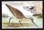 Romania 1993 Maximum Card,Maxicard,Bird LIMOSA LIMOSA,FLAMANNTS. - Storks & Long-legged Wading Birds