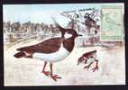 Romania 1993 Maximum Card,Maxicard,Bird VANELLUS VANELUS,FLAMANNTS. - Storks & Long-legged Wading Birds