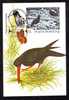 Romania 1993 Maximum Card,Maxicard,Bird HAEMATOPUS BACHMANI,FLAMANNTS. - Cigognes & échassiers