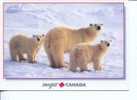 (340) Polar Bear - Ours Polaire - Bären