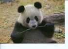 (340) Panda Bear - Our Panda De Chine - Beren