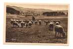 Cp , ELEVAGE , Agriculture , Pâturage Dans Le CANTAL , 15 , Berger , Mouton - Viehzucht