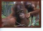 (201) Ape - Monkey - Orangutan - Oran-Outan - Affen