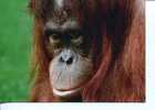(201) Ape - Monkey - Orangutan - Oran-Outan - Monos