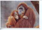 (201) Ape - Monkey - Orangutan - Oran-Outan - Monkeys