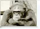 (385) Chimpanzee ? Gorilla ? - Apen