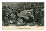 CONGO OUESSO DEPECAGE D´UN ELEPHANT Nord Congo - Other & Unclassified