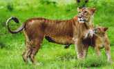 Lion - Female Lion And Cub, Kenya (China Postcard) - Leeuwen