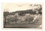 Masevaux (68) : Maison De Convalescence Au Printemps 1960. PHOTO VERITABLE - Masevaux