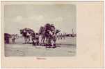 ADEN / YEMEN / ARABIE - CARAVANA - CAMEL - ATTELAGE - Jemen