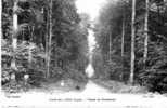 Forêt De Lyons - Route De MORTEMER - Lyons-la-Forêt