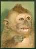 Belle Carte Animal Singe Et Singeries N° 7 Editeur Yvon - Monkeys