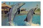 Pacific Bottlenose Dolphins, Brisk Walk On A Sunday Afternoon, Sea World, San Diego, California, 1940-1960s - San Diego