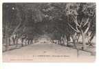 CARPENTRAS - PROMENADE DES PLATANES - 84 VAUCLUSE - CARTE POSTALE DE FRANCE - Carpentras