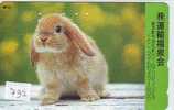 LAPIN Rabbit KONIJN Kaninchen Conejo (732) - Rabbits