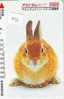 LAPIN Rabbit KONIJN Kaninchen Conejo (736) - Rabbits