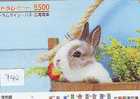 LAPIN Rabbit KONIJN Kaninchen Conejo (740) - Kaninchen