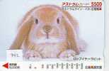 LAPIN Rabbit KONIJN Kaninchen Conejo (742) - Rabbits