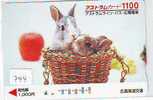 LAPIN Rabbit KONIJN Kaninchen Conejo (744) - Conigli