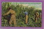 Harvesting Sugar Cane, Florida Everglades. 1930-40s - Black Americana