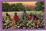 A Busy Day In The Cotton Fields. 1930-40s - Black Americana