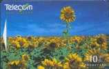 # NEW_ZEALAND NZ31S_3 Key Light - Flowers Series - Sunflowers 10 Gpt 01.96 -fleurs,flowers- Tres Bon Etat - Nieuw-Zeeland