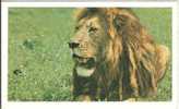 LION - SAFARI PRISUNIC - Leeuwen
