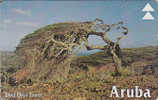 Aruba, ARU-O-14a, Divi Divi Tree II (Printed Reverse), 2 Scans. Control: 511A - Aruba