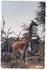 CPSM - Faune Africaine - GIRAFE - Giraffen