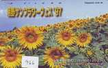 Delcampe - Fleur TOURNESOL Sunflower Flower ZONNEBLOEM (466) - Blumen
