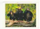 SINGES  Sur Une Branche -  N°   89940 - Affen