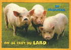 Trois Cochons " En Vacances On Se Fait Du Lard" Photo M. Mattsson Edit Revalp - Schweine