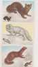 USSR-5 Maximum Cards, Maxi Cards, Animals -3 Scans-mammals Cats, Etc.,game, Rodents, Cm - Maximumkarten