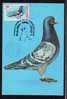 Bird Pigeon 1981 Rare Maximum Card Romania. - Columbiformes