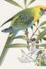 Australia-2005 Parrots,50c Green Rosella   Maximum Card - Papageien