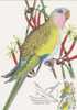 Australia-2005 Parrots,50c Princess Parrot   Maximum Card - Perroquets & Tropicaux