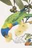 Australia-2005 Parrots,50c Rainbow Lorikeet   Maximum Card - Papageien